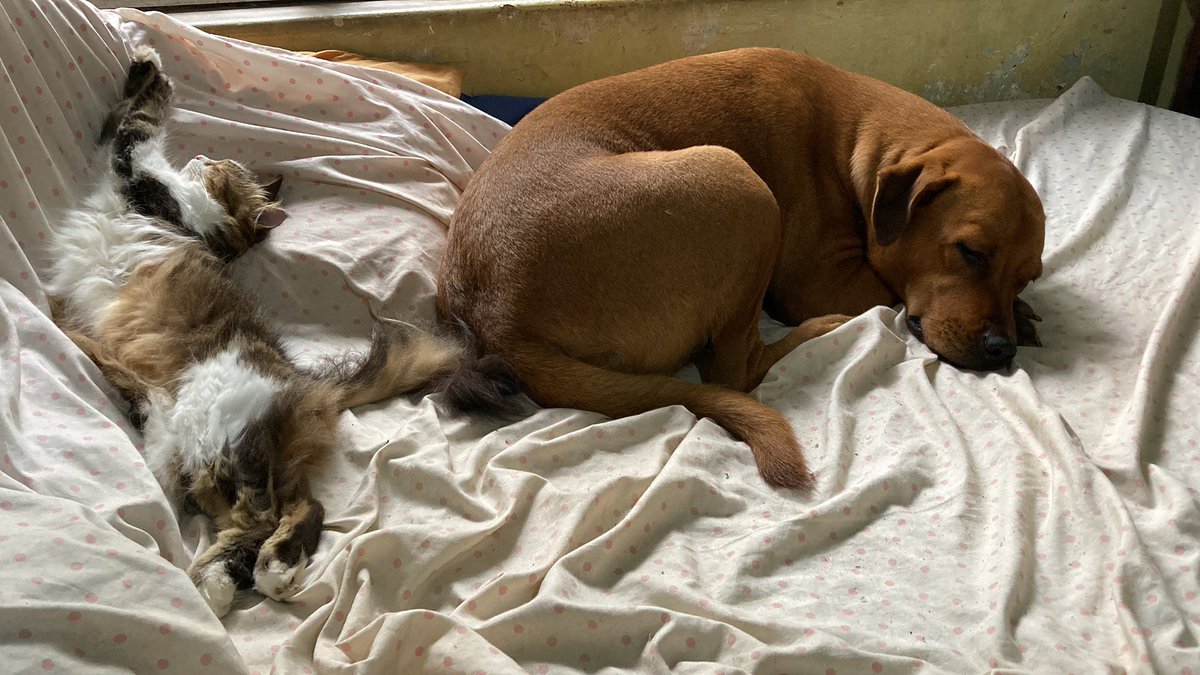 Why must I work while these ones chill next to me.