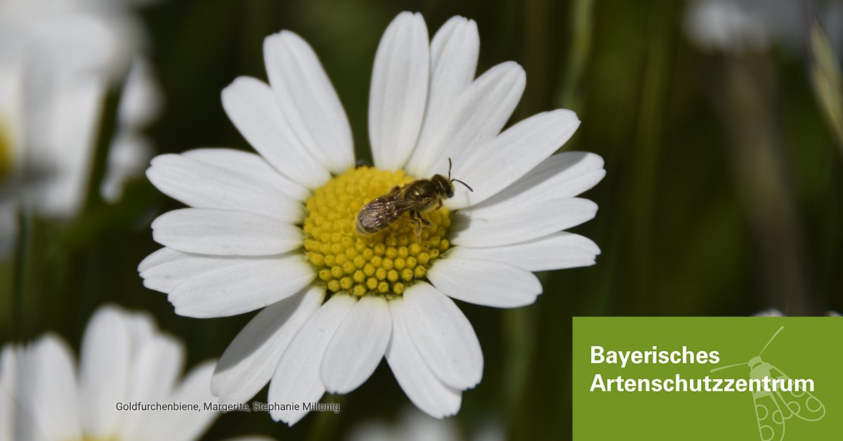 #Weltbienentag: Wer #Wildbienen helfen will, schafft im #Garten Strukturen (Beete, Wasser, Nistmöglichkeiten) und sorgt für die richtige Nahrung. Heimische #Wildpflanzen liefern besonders geeigneten Pollen für die Insekten.
👉 s.bayern.de/VaBYFJL0tU