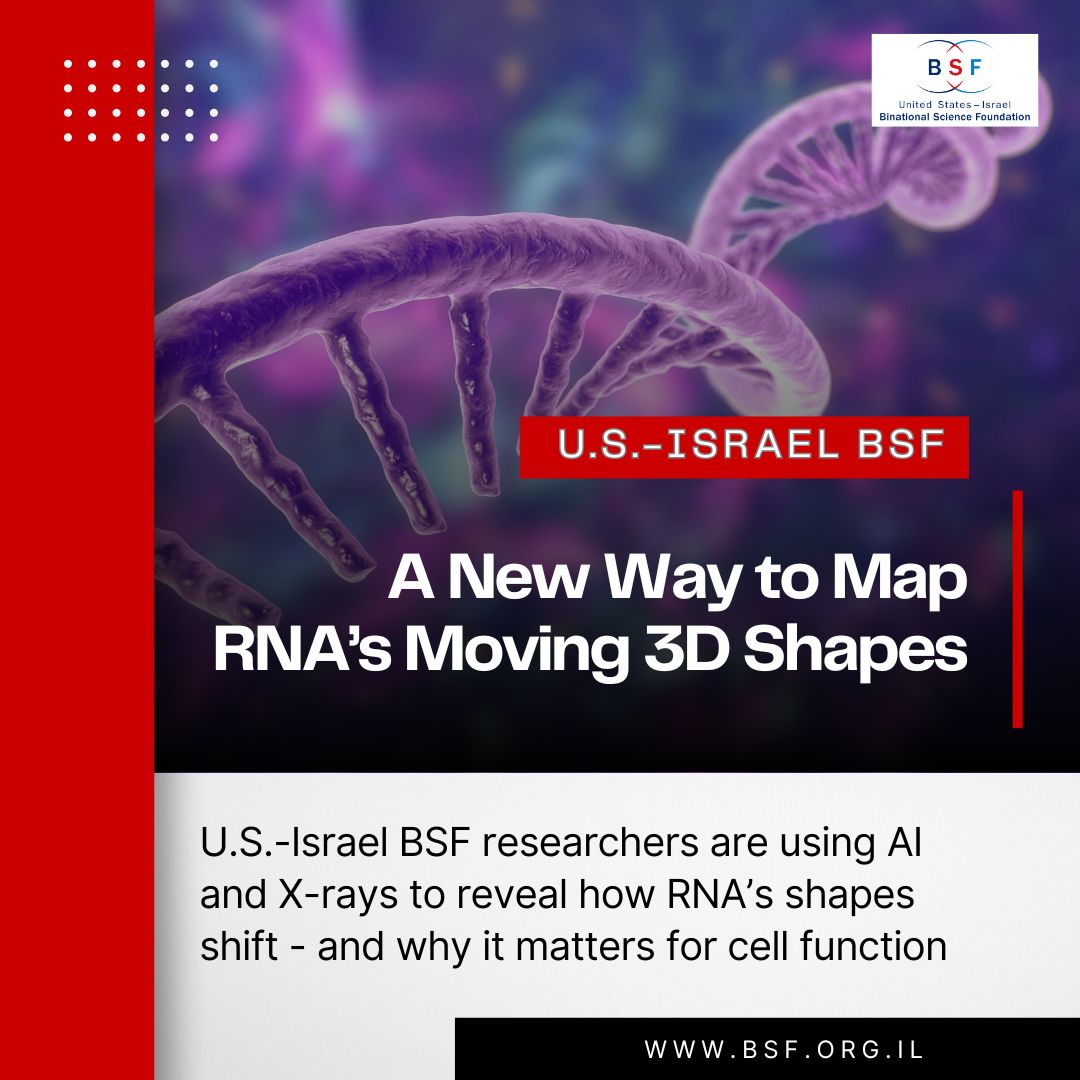 usisraelbsf's tweet image. RNA doesn’t sit still - and that’s been a big problem for scientists.
Now, U.S.-Israel BSF researchers have built SCOPER, a tool that combines AI and X-rays to reveal RNA’s 3D shapes as they shift in real life.
Open-source, flexible, and no guesswork.
🔗 newscenter.lbl.gov/2025/05/13/fro…
