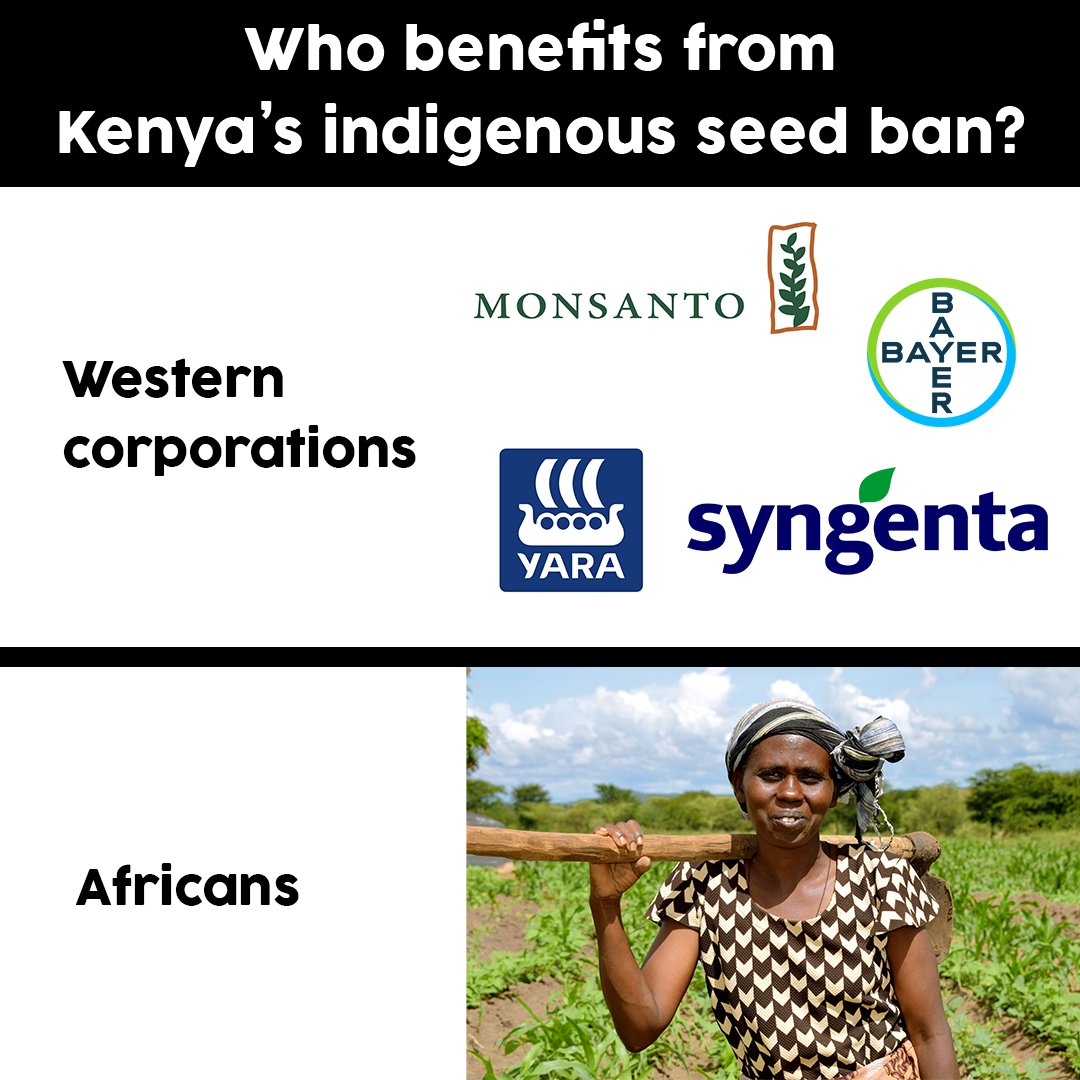 glow_eboso's tweet photo. 75% of world's crop variety was lost between 1900-2000 due to uniform, corporate controlled seed varieties (FAO). Say no to food insecurity 
#SaveOurSeeds
#FarmersAreNotCriminals https://t.co/vLgqSh1QdU