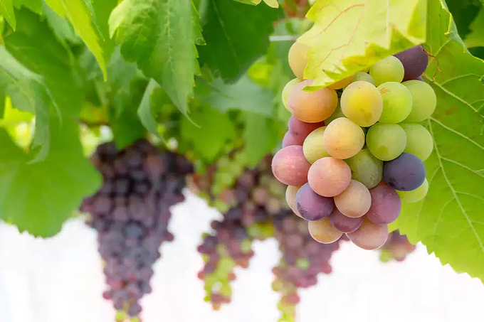 DESANGOSSE's tweet photo. 🍇 #MardiBiocontrôle
Votre allié fongicide pour une vigne protégée en toute sécurité 🌱 :
✔️ Efficace contre le mildiou et le blackrot
✔️ Rapide, résistant au lessivage
✔️ Stimule les défenses naturelles
Protégez vos récoltes, sécurisez votre vignoble. 🍇
https://t.co/AW8dCvX6sX
#Viticulture #Biocontrôle
