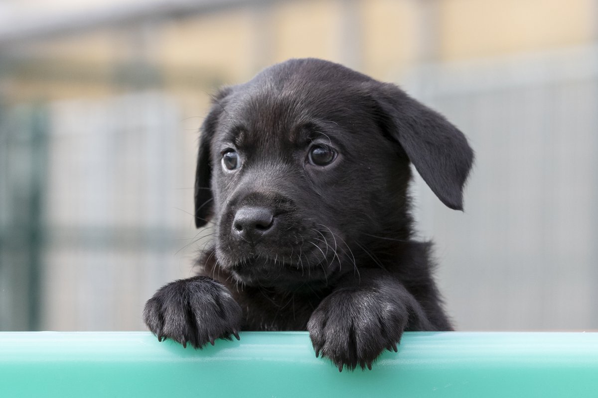 Emma Brown (@ecuthb14) on Twitter photo Hey #Dumfries, <a href="/guidedogsscot/">Guide Dogs Scotland</a> are bringing puppy class to you! Tues 27 May, Dalswinton Village Hall, 1.00pm-2.30pm. Email Emma.Brown@guidedogs.org.uk to book a space! Find out how you can make a huge difference to someone with sight loss by raising a guide dog puppy! Hey #Dumfries, <a href="/guidedogsscot/">Guide Dogs Scotland</a> are bringing puppy class to you! Tues 27 May, Dalswinton Village Hall, 1.00pm-2.30pm. Email Emma.Brown@guidedogs.org.uk to book a space! Find out how you can make a huge difference to someone with sight loss by raising a guide dog puppy!
