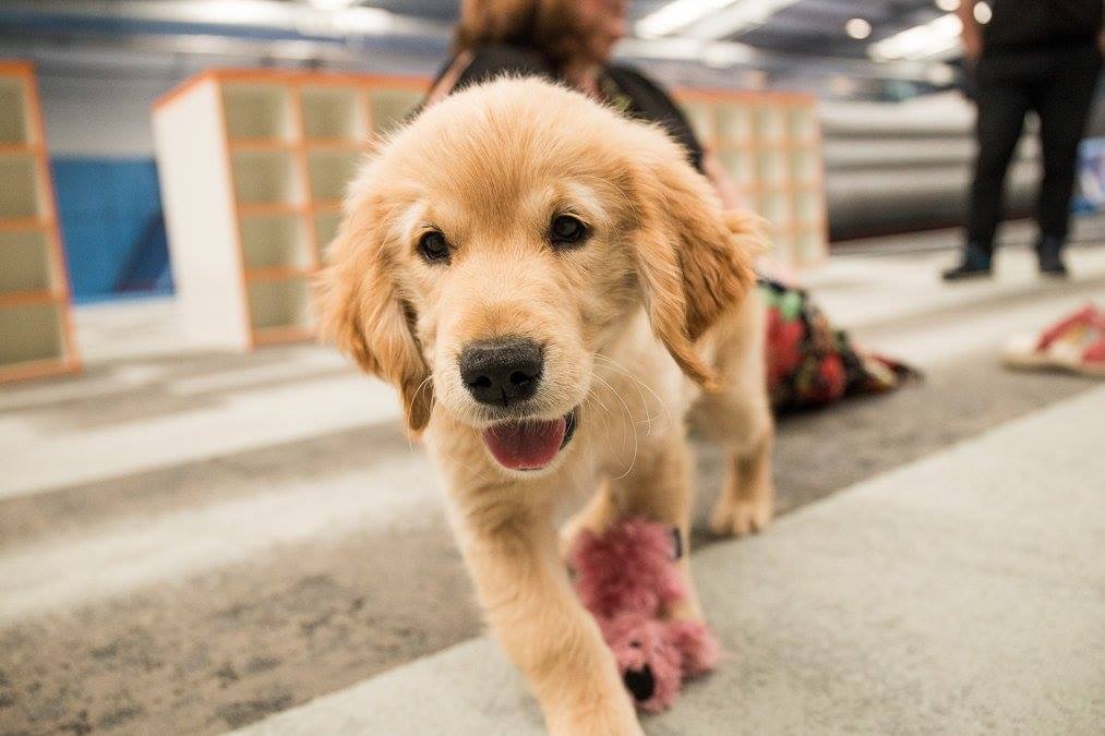 Emma Brown (@ecuthb14) on Twitter photo Hey #Ayrshire, <a href="/guidedogsscot/">Guide Dogs Scotland</a> are bringing puppy class to you! Wed 28 May, Volunteer Rooms, Irvine, 1.00pm-2.30pm. Email Emma.Brown@guidedogs.org.uk to book a space! Find out how you can make a huge difference to someone with sight loss by raising a guide dog puppy! Hey #Ayrshire, <a href="/guidedogsscot/">Guide Dogs Scotland</a> are bringing puppy class to you! Wed 28 May, Volunteer Rooms, Irvine, 1.00pm-2.30pm. Email Emma.Brown@guidedogs.org.uk to book a space! Find out how you can make a huge difference to someone with sight loss by raising a guide dog puppy!