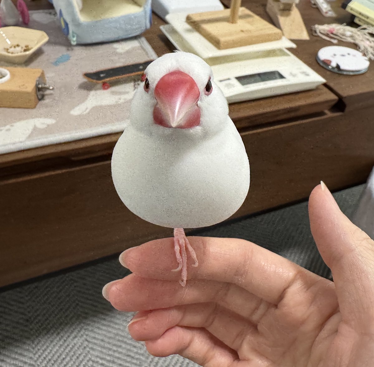 sky_high_sora's tweet photo. 見事な1本足👏
#文鳥 https://t.co/EcxMj4EV3v