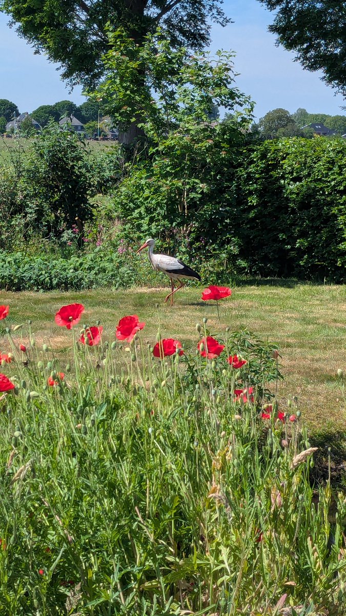 De #ooievaar èn de #klaprozen zijn geen uitzondering in de tuin van De Arend, maar het beeld blijft fraai.