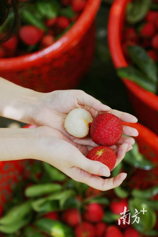 iGuangdong's tweet image. Nice one!🍈☀️ #Guangdong's #lychee season is in full swing, with early ripening lychees hitting the market in mid-May in its western region, followed by the Pearl River Delta and eastern regions.😋 #Zhanjiang led the way with a picking event, selling over 4,500 tons on day one at