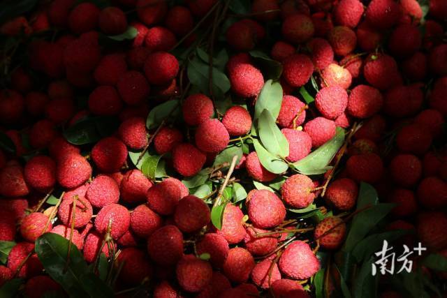iGuangdong's tweet image. Nice one!🍈☀️ #Guangdong's #lychee season is in full swing, with early ripening lychees hitting the market in mid-May in its western region, followed by the Pearl River Delta and eastern regions.😋 #Zhanjiang led the way with a picking event, selling over 4,500 tons on day one at