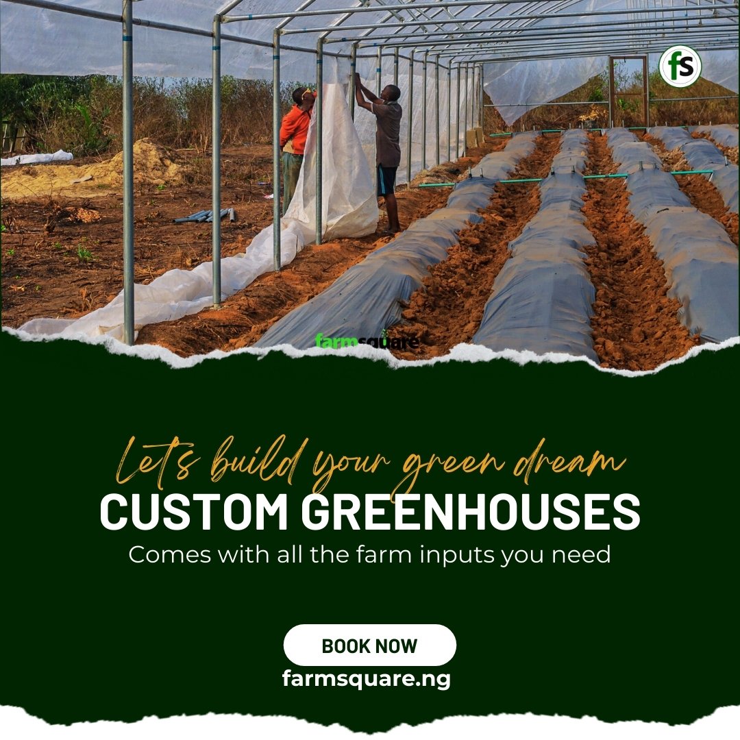 Let's Build your Greenhouses. This comes with all farm inputs you need and a free agronomist. 
From frame to farm—perfectly built.

Learn more: wa.me//2348135196537

#greenhouse #agriculture #agribusiness #farming #nigeria #peppers #tomato #okra
