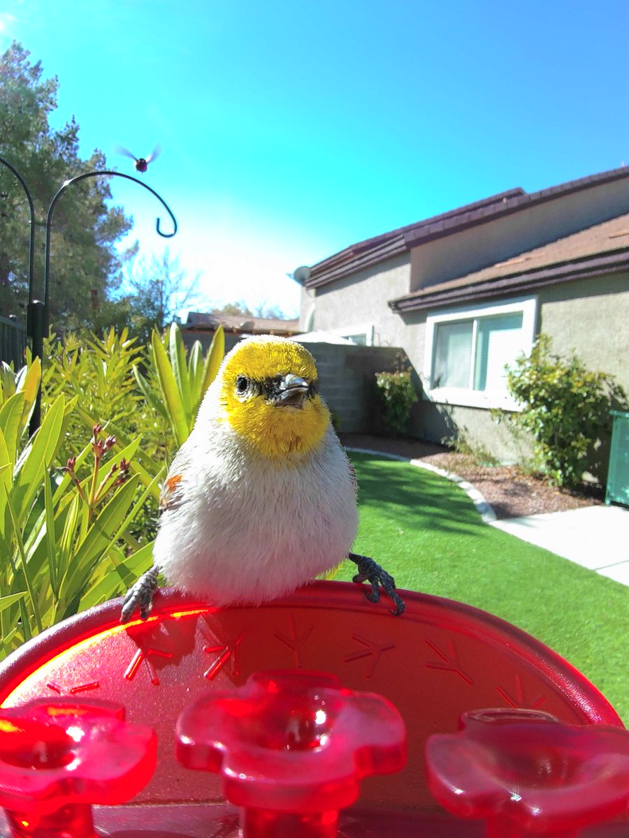 Someone tell him verdins aren’t supposed to drink from hummingbird feeders.
