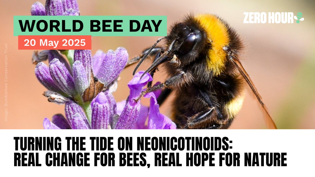 Zero Hour @zero-hour.bsky.social (@zerohour_uk) on Twitter photo 🐝 Happy #WorldBeeDay!
👏 We're celebrating a win for pollinators—earlier this year, the UK Government rejected the emergency use of neonicotinoids!
📢 <a href="/DaveGoulson/">Dave Goulson</a>: “Our wild bees are in trouble. We need our bees—and our bees need the #CANBill.”
👉 zerohour.uk/worldbeeday/ 🐝 Happy #WorldBeeDay!
👏 We're celebrating a win for pollinators—earlier this year, the UK Government rejected the emergency use of neonicotinoids!
📢 <a href="/DaveGoulson/">Dave Goulson</a>: “Our wild bees are in trouble. We need our bees—and our bees need the #CANBill.”
👉 zerohour.uk/worldbeeday/