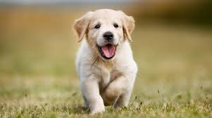 RbbProject's tweet photo. Thinking of getting a pet? Make sure you're ready — time, money, and love are all part of the package. A pet is for life!
#PetCare #ResponsibleOwnership #ThinkBeforeYouBuy https://t.co/7RUdEUrlXG