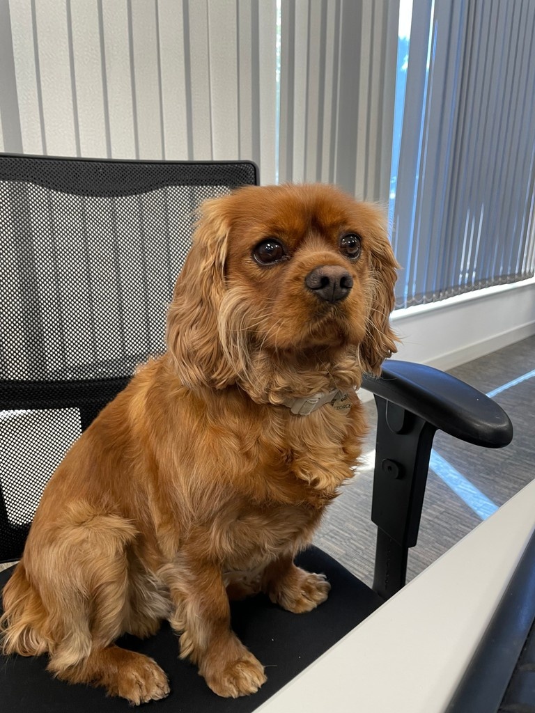 The BII (@biiandbiiab) on Twitter photo Today we have our BII Mascot, George, hard at work creating socials, answering the phones, and giving our team all the support he can!
#officedog #officepet <a href="/BiiSolomons/">HannahSolomonsBII</a> Today we have our BII Mascot, George, hard at work creating socials, answering the phones, and giving our team all the support he can!
#officedog #officepet <a href="/BiiSolomons/">HannahSolomonsBII</a>