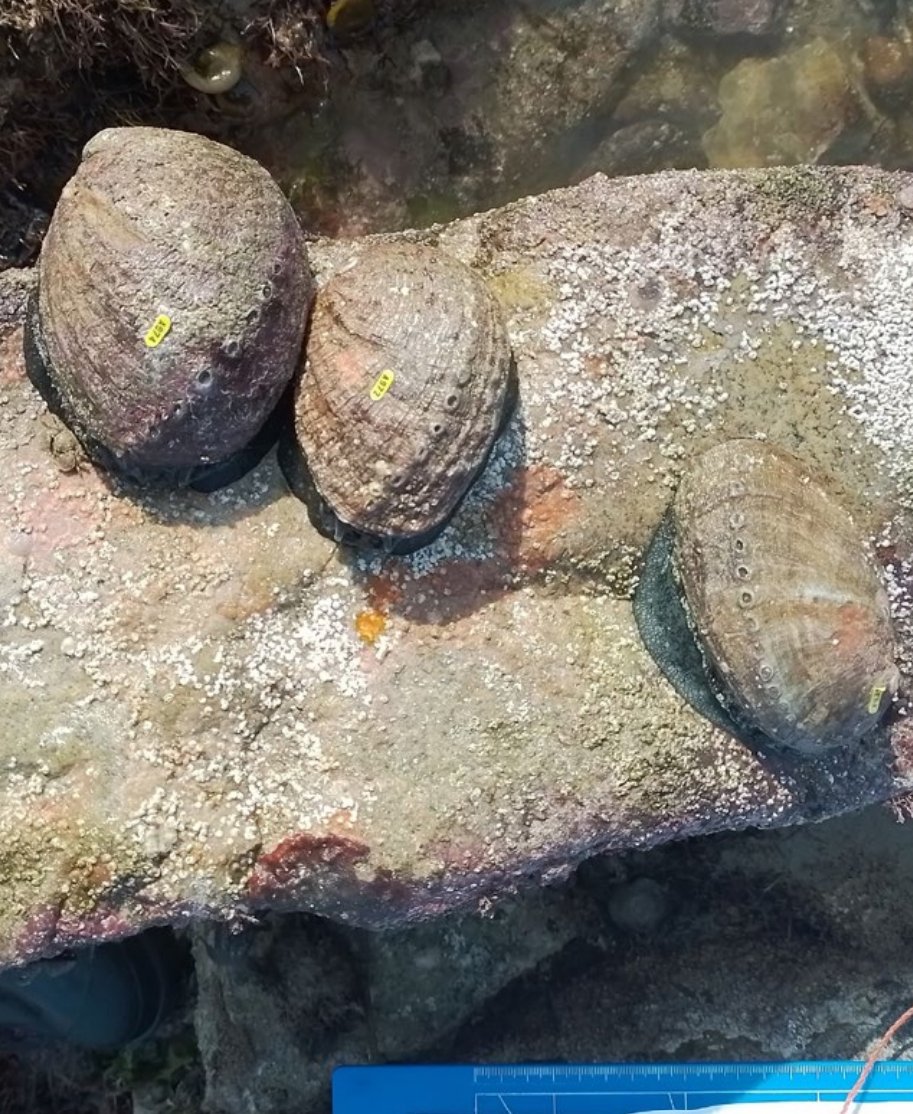 Porcupine Marine (@porcupinemnhs) on Twitter photo The next featured article in the latest issue of the Bulletin of <a href="/PorcupineMNHS/">Porcupine Marine</a> is Green ormer citizen science surveys by Mel Broadhurst-Allen of <a href="/AlderneyWT/">AlderneyWT</a>. To find out more, why not become a member: pmnhs.co.uk/why-not-join-us The next featured article in the latest issue of the Bulletin of <a href="/PorcupineMNHS/">Porcupine Marine</a> is Green ormer citizen science surveys by Mel Broadhurst-Allen of <a href="/AlderneyWT/">AlderneyWT</a>. To find out more, why not become a member: pmnhs.co.uk/why-not-join-us