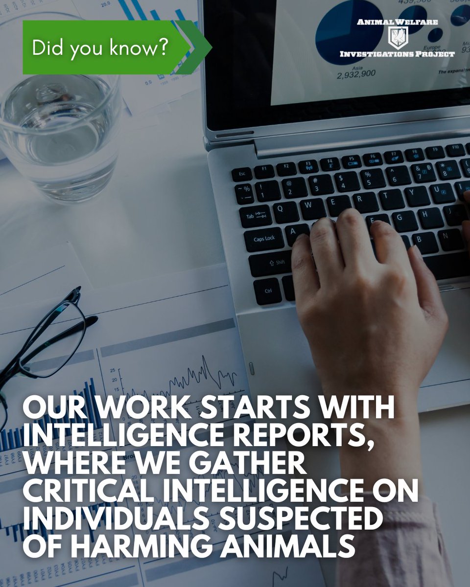 awipngo's tweet image. 🔍 Every case we investigate begins with an intelligence report - compiled by our team to gather critical information.

Behind every rescue is hard-earned intel, thorough investigation, and a commitment to justice.

#AnimalWelfareInvestigations #AWIP