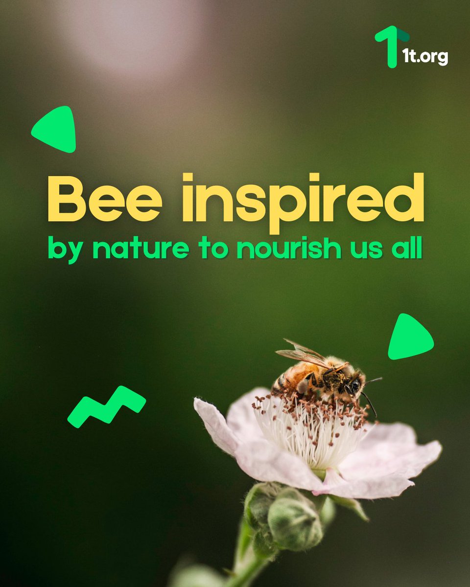 1t_org's tweet image. 🐝 Without bees and other pollinators a lot of our food wouldn't exist!
🍯 When you eat today, think of the tiny helpers who worked hard to produce your food.
#WorldBeeDay #FoodHeroes #Biodivresity #1torg @FAO