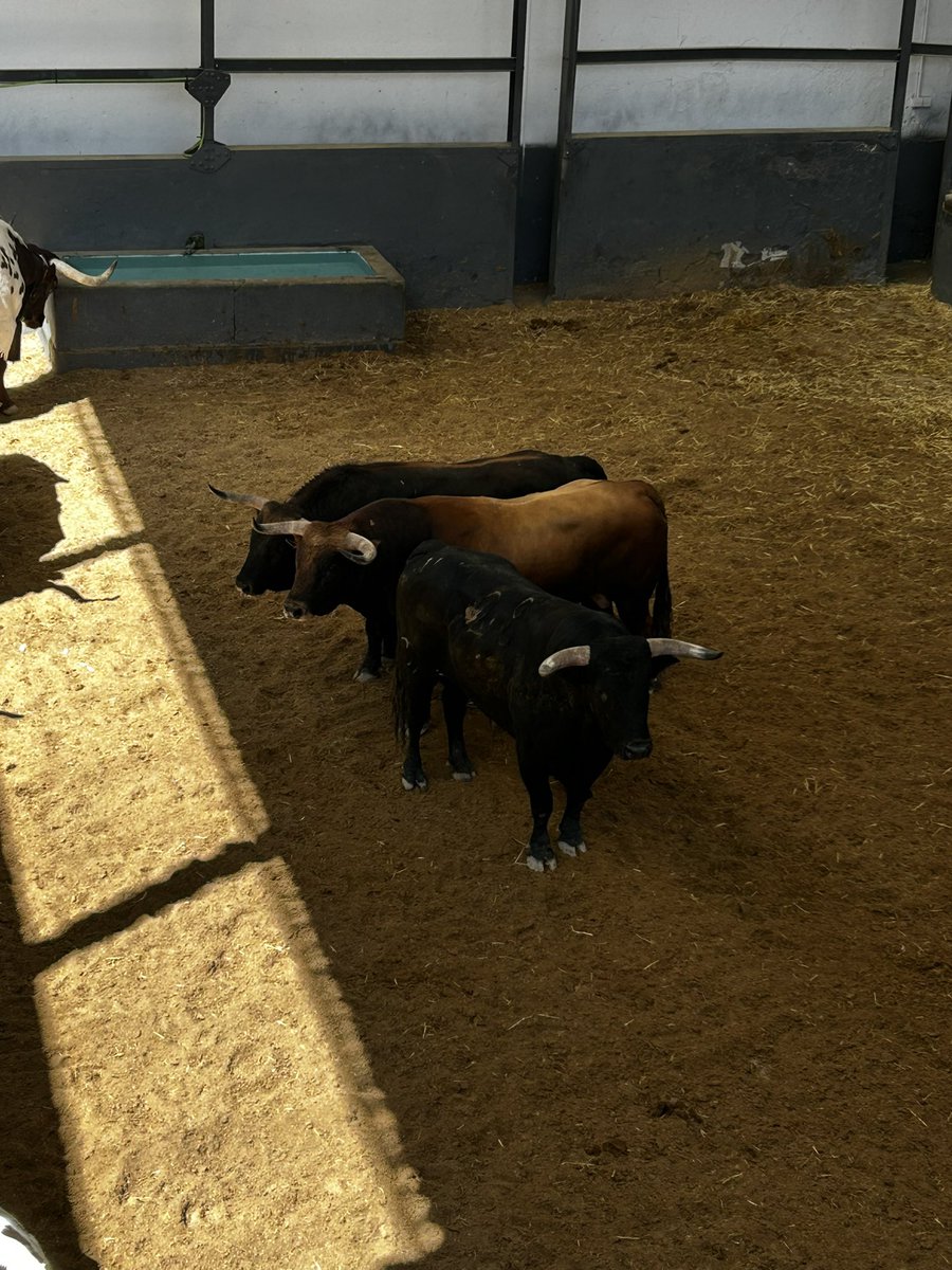 Conde de Mayalde para Las Ventas