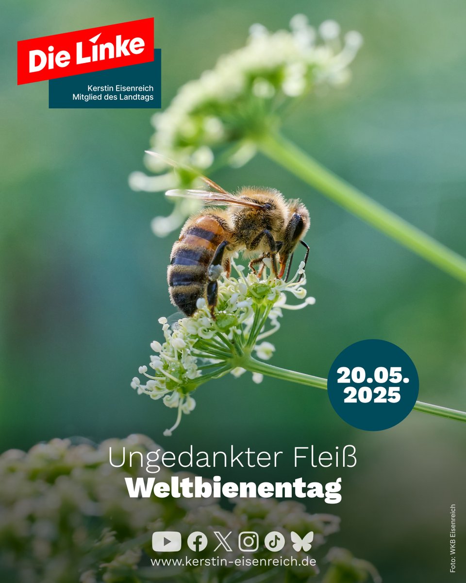 Wir vergiften Bienen mit Pestiziden, entziehen ihnen durch monokulturelle Landwirtschaft die Nahrung, zerstören den Lebensraum von Wildbienen - ungeachtet ihrer Bedeutung für unsere Umwelt und Ernährung.

#dielinke #ltlsa #weltbienentag #worldbeeday #umwelt #nachhaltigkeit #honig