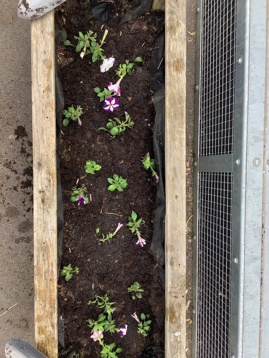 Mrs Peploe tweet media