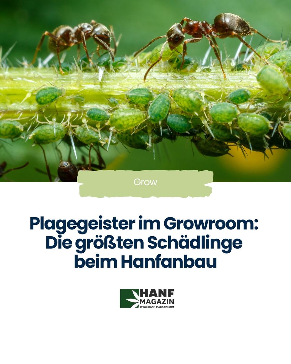 hanfmagazin's tweet photo. Hanf und Schädlinge? Neemöl, Marienkäfer & Raubmilben helfen – ganz ohne Chemie. 🌱
#Cannabis #Hanfmagazin #Schädlingsfrei #Neemöl #IndoorGrow #Biogrow
https://t.co/RIf6wfEAHL https://t.co/Lk495vp03C