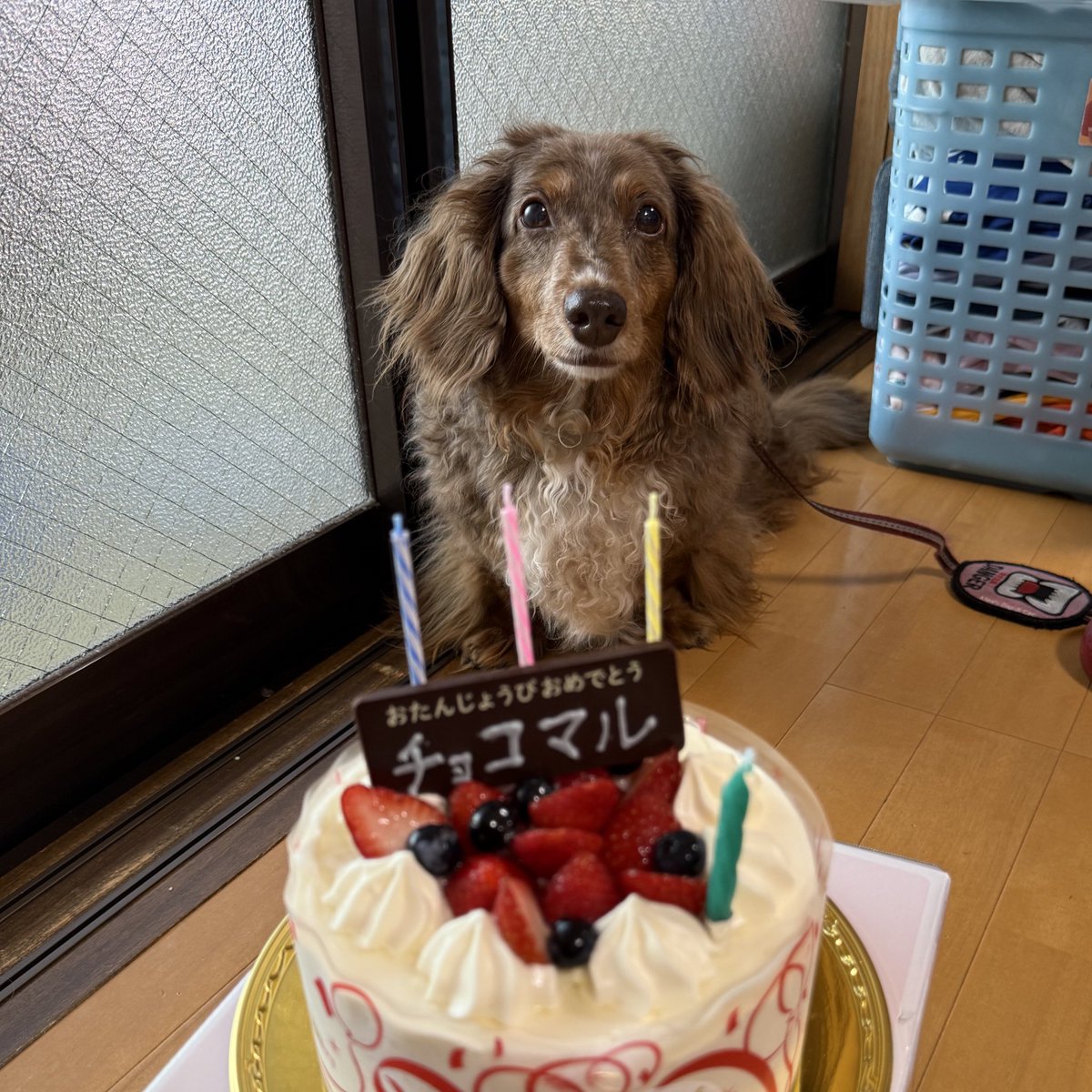 livraison1's tweet image. 2025年5月20日
俺🐶誕生日🎂13歳後期高齢犬🐶になった
人間で言うと70歳らしい😳
先代の19歳11ヶ月に一歩近づいた😁
人間で言う100歳超えまで
修行🧘♀️もパトロール🚔も頑張るぞ😆