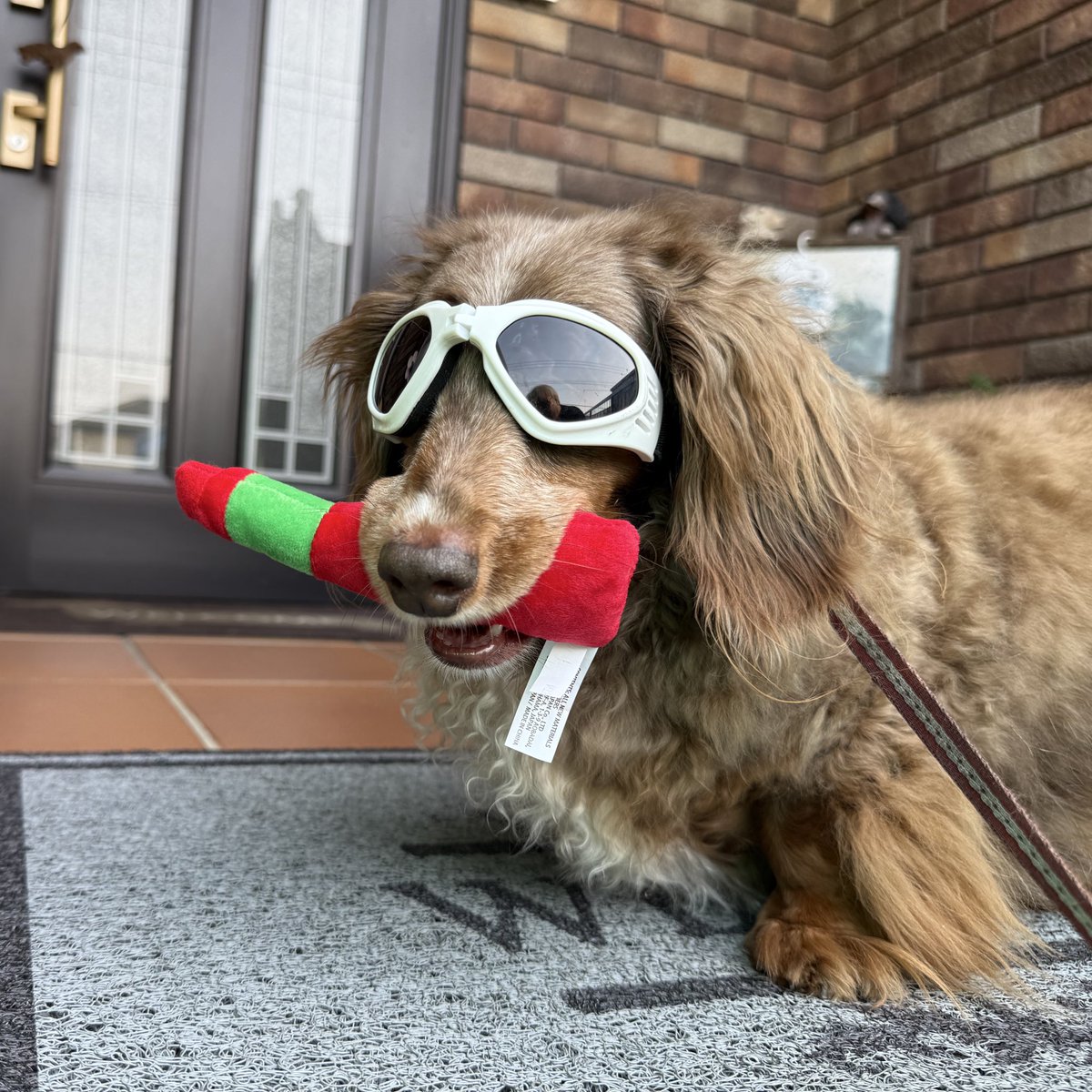 livraison1's tweet image. 2025年5月20日
俺🐶誕生日🎂13歳後期高齢犬🐶になった
人間で言うと70歳らしい😳
先代の19歳11ヶ月に一歩近づいた😁
人間で言う100歳超えまで
修行🧘♀️もパトロール🚔も頑張るぞ😆