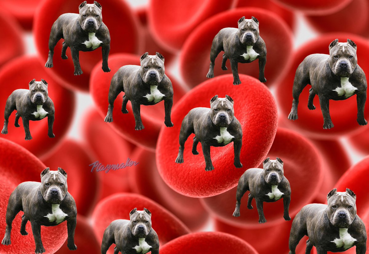 Wiktavious's tweet image. This the year of the dawg