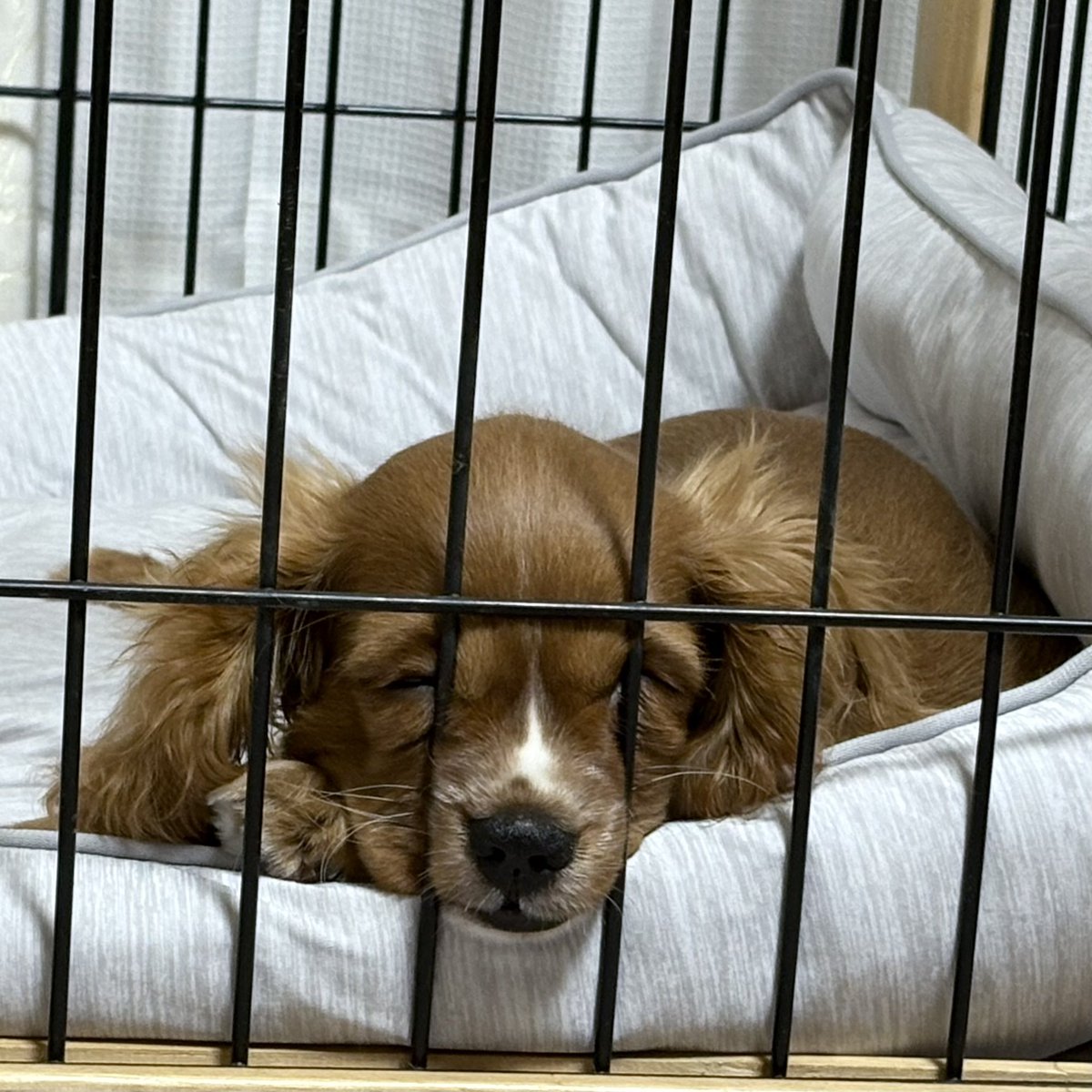 ^ ^  

 #キャバリア