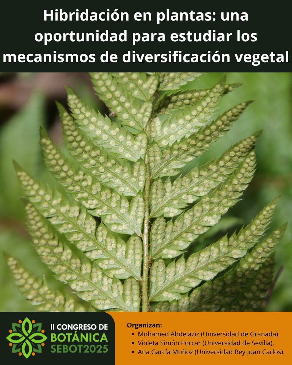 🌿¿Te interesa la hibridación en plantas?
Envía tu resumen al simposio Hibridación en plantas: una oportunidad para estudiar los mecanismos de diversificación vegetal en #SEBOT2025
📍Sevilla, 22–25 sept
📅30 mayo
Org: M Abdelaziz, V Simón, A García
🔗 goo.su/XJ5IL0