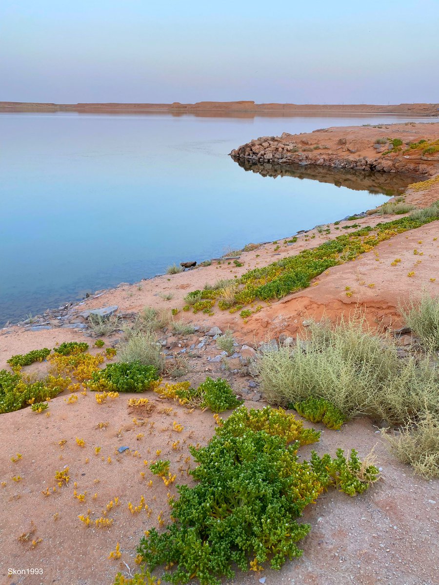 هذه الصورة اعتبرها حكاية عن جمال وفخر الجوف ، عن أسمى وأبرز معالمها في صورة واحدة ، حيث ينمو نبات السمح على ضفاف بحيرة دومة الجندل بكل حب ، السمح يعتبر طحين الجوف المعروف بفوائده الكثيرة وطعمه اللذيذ .. البحيرة هي أكبر بحيرة اصطناعية في السعودية تكونت من مياه الري في المزارع 💛