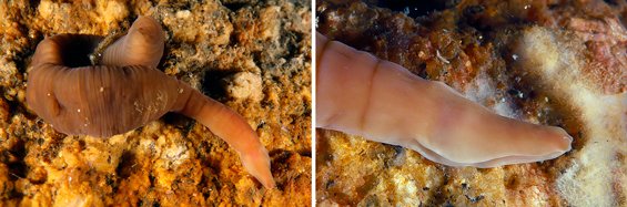 (HILO) 🧵 'Pararosa vigarae' es el nombre de la nueva especie de gusano 🪱 descrita por un equipo de investigación en el que participan científicas del #MNCN. Es un nuevo género y tiene la capacidad de contraerse como si fuera un acordeón 🪗. 📷 J.Pérez 👇mncn.csic.es/es/Comunicaci%…