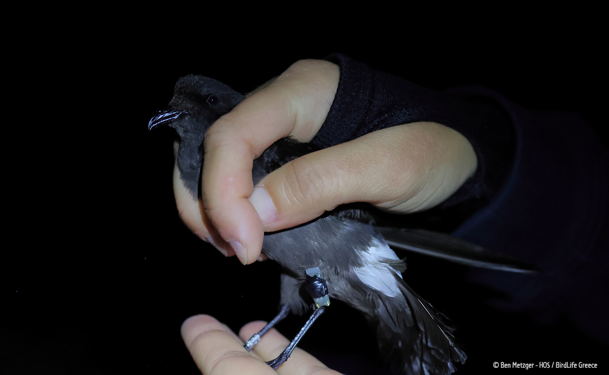 SEAGHOSTS (@seaghosts_biodv) on Twitter photo 🌊Exciting news from <a href="/ornithologiki/">ornithologiki</a> team! Field season commenced in both breeding areas in Greece to retrieve GLS tags mounted on European Storm Petrels last year. 4 out of 13 were retrieved in Skyros & 3 out of 6 in Diapontia. Weather cut expeditions short, but we’ll return soon 🌊Exciting news from <a href="/ornithologiki/">ornithologiki</a> team! Field season commenced in both breeding areas in Greece to retrieve GLS tags mounted on European Storm Petrels last year. 4 out of 13 were retrieved in Skyros & 3 out of 6 in Diapontia. Weather cut expeditions short, but we’ll return soon