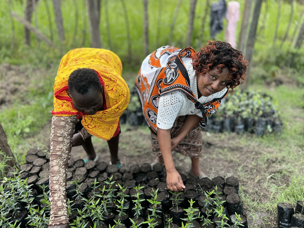 🌳As we mark #ClimateWeek2025, we stand at a defining juncture for climate action.

At <a href="/UNDP/">UN Development</a> Kenya, we are proud to stand with the Government and people of Kenya in advancing climate resilience, strengthening institutional capacity, and unlocking the finance and innovation needed