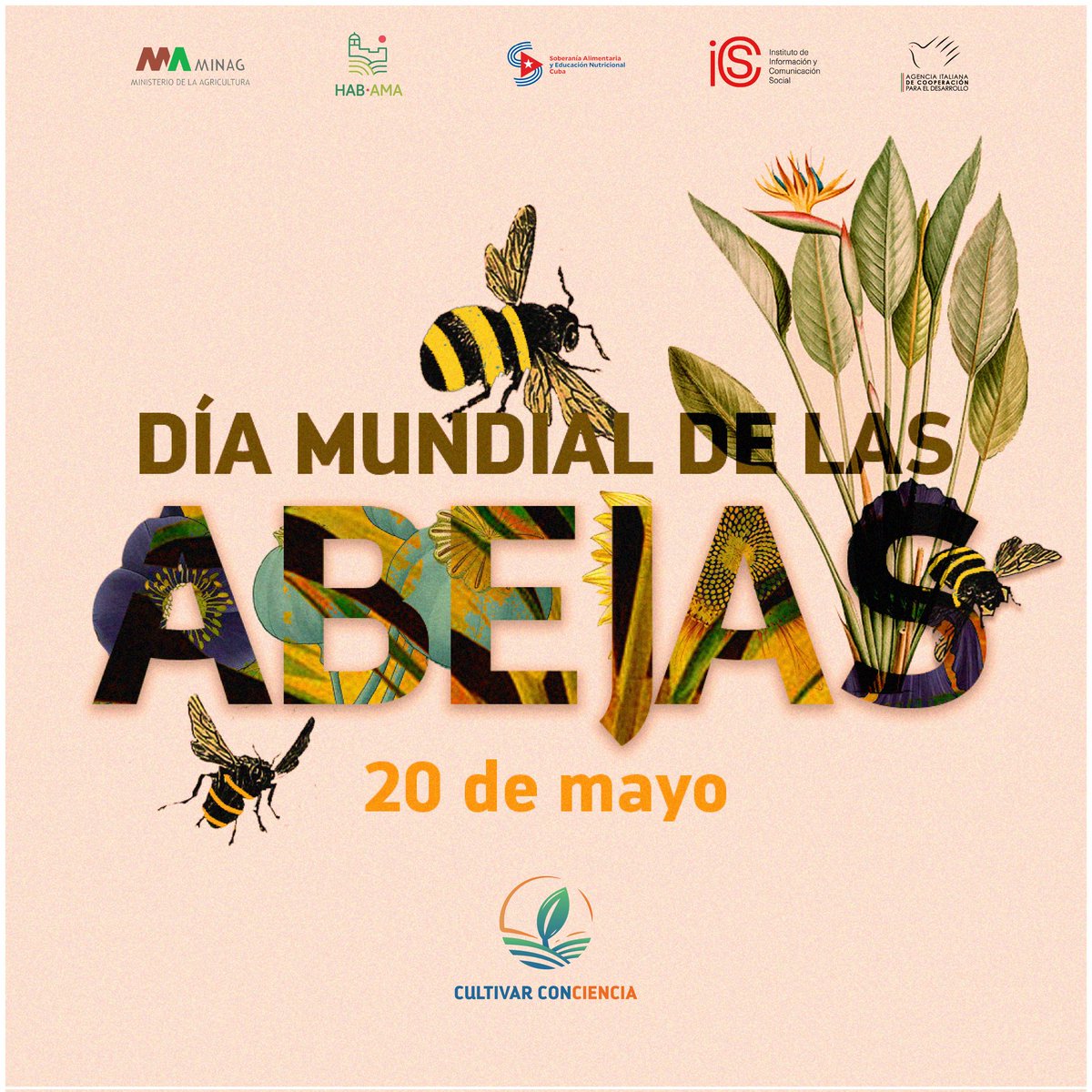 CultivaCiencia's tweet photo. #DíaMundialDeLasAbejas | Estos polinizadores juegan un papel esencial en los sistemas agroalimentarios, la producción agrícola, la calidad de los alimentos y la salud de los ecosistemas de nuestro planeta. 🌱🐝🍯🌎
#Cuba #SoberaníaAlimentaria #CultivarConciencia #BeesDay https://t.co/x25VmRoXoy