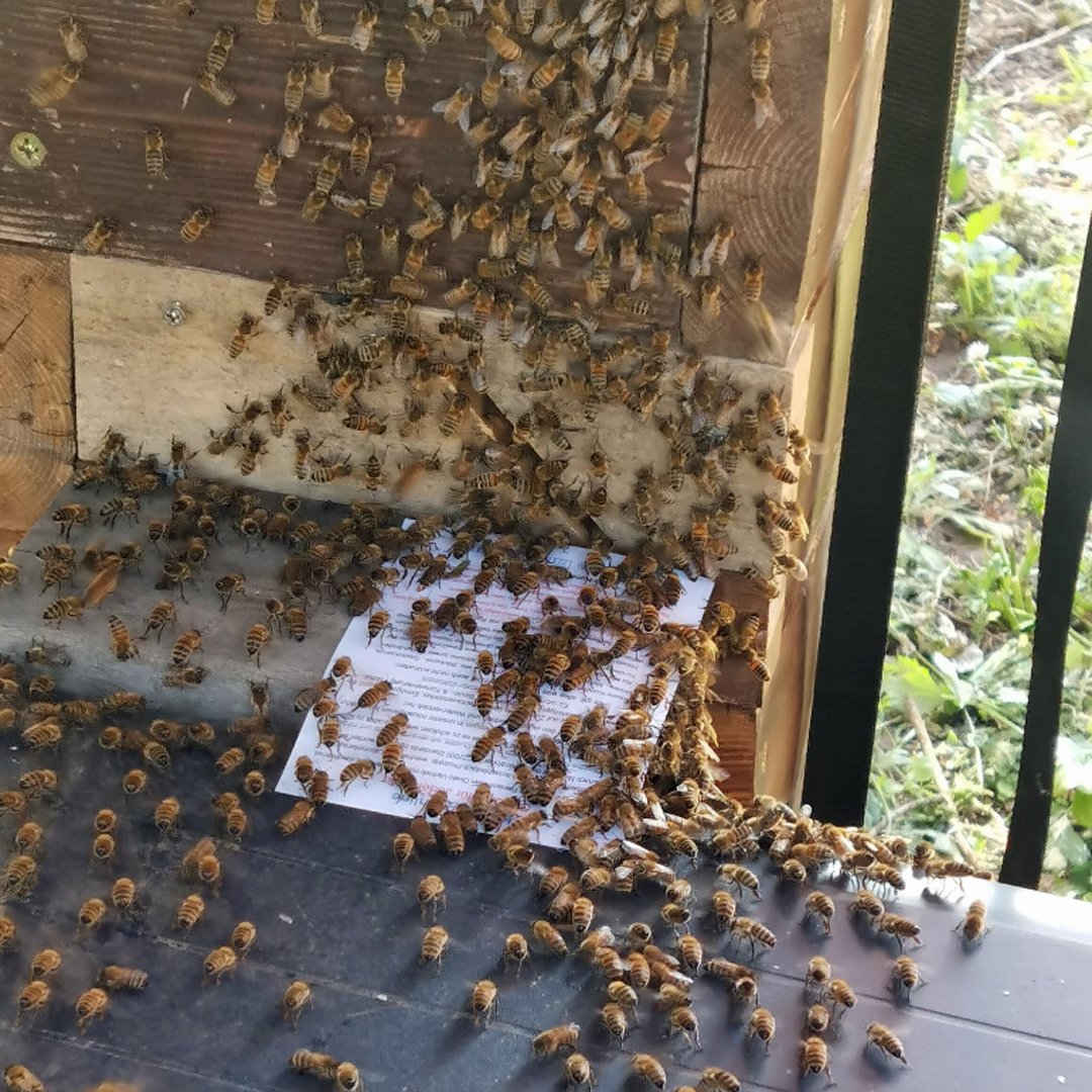 Haltermann Carless (@haltermnncarlss) on Twitter photo 🌍🐝 May 20 is #WorldBeeDay. A world without bees? A world without chemistry? Both unimaginable, they are essential to modern life and our future. That’s why we at <a href="/HaltermnnCarlss/">Haltermann Carless</a> are excited to see how nature and industry can coexist.
#BeesMatter #IndustryMeetsNature 🌍🐝 May 20 is #WorldBeeDay. A world without bees? A world without chemistry? Both unimaginable, they are essential to modern life and our future. That’s why we at <a href="/HaltermnnCarlss/">Haltermann Carless</a> are excited to see how nature and industry can coexist.
#BeesMatter #IndustryMeetsNature