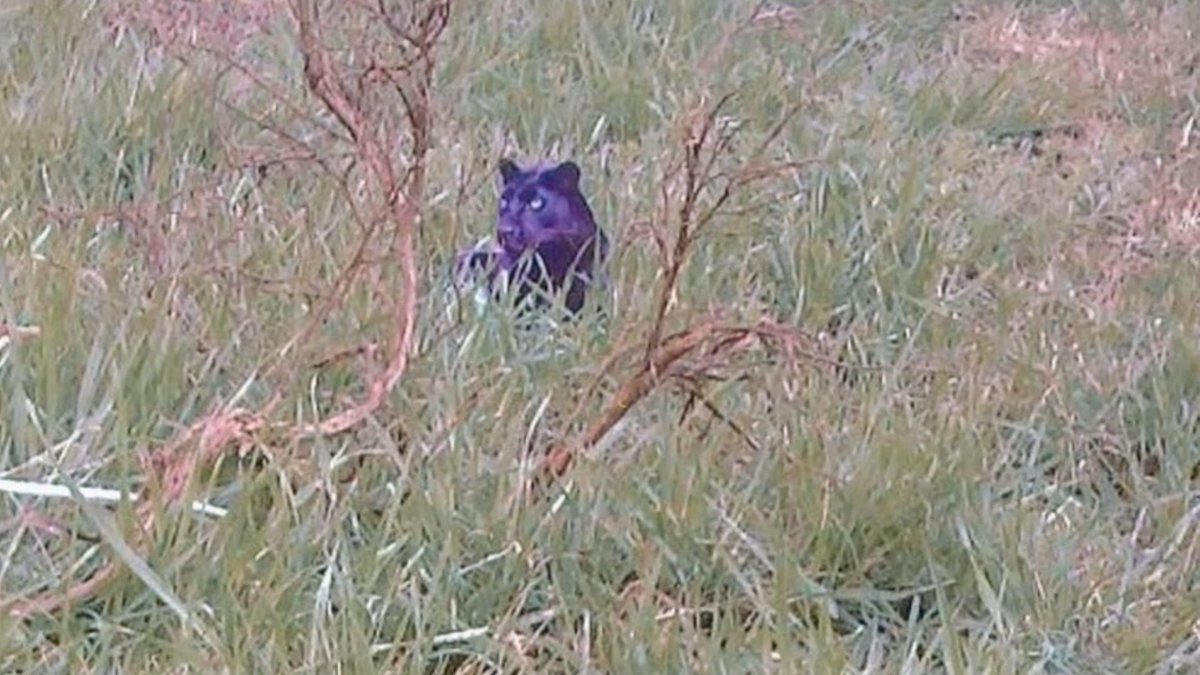 Check out these recent sightings of big cats in the UK🐾 Exclusive to <a href="/Shots_TV_/">Shots_TV</a> 
trib.al/ktMUpeE