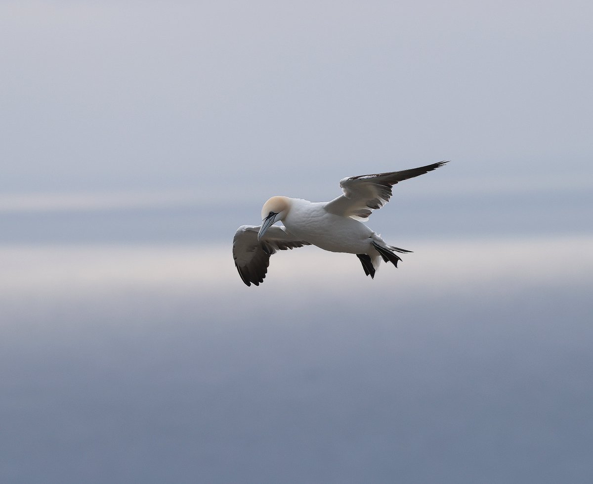 had an very early venture to <a href="/Bempton_Cliffs/">RSPB Bempton Cliffs</a> this morning, managed to get up nice and close to the gannets without disturbing them