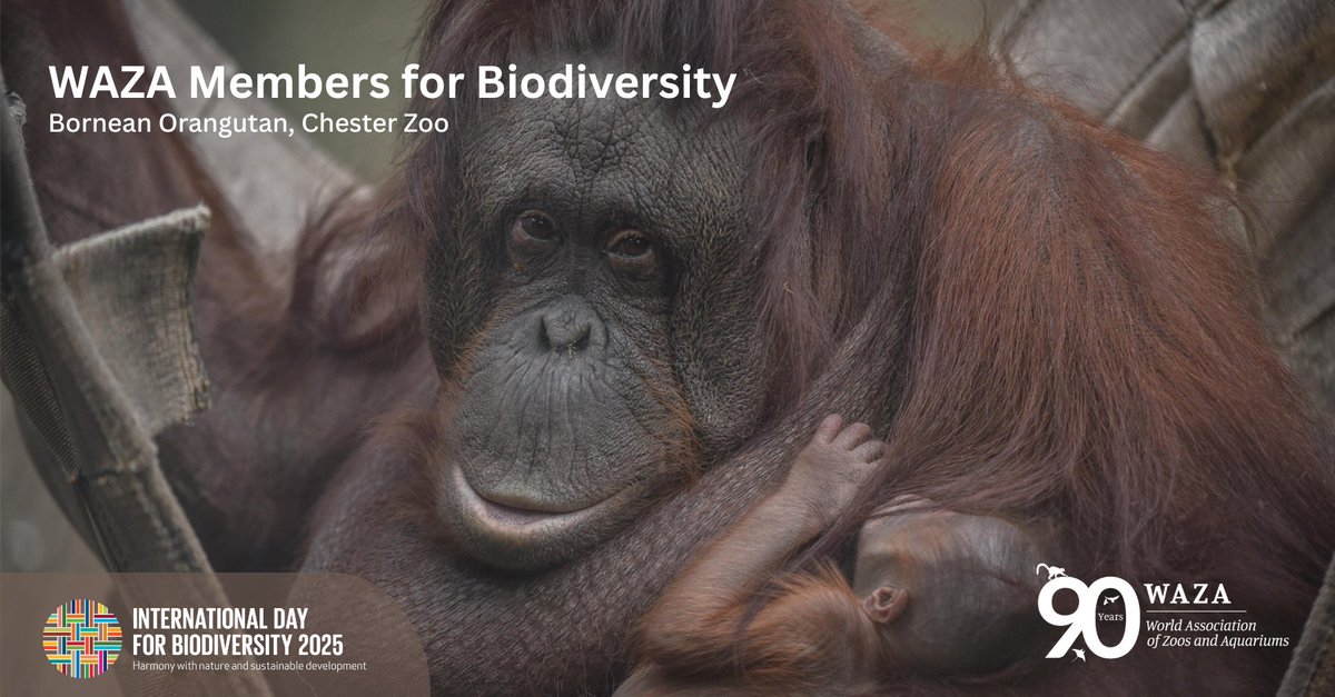 World Association Zoos & Aquariums (@waza) on Twitter photo 🦧The demand for palm oil has driven widespread deforestation across Southeast Asia, threatening rainforest species including the Bornean orangutan.
<a href="/chesterzoo/">Chester Zoo</a> is supporting habitat protection & reforestation to help create safe spaces for orangutans.
💡f.mtr.cool/kmrbmhefqm 🦧The demand for palm oil has driven widespread deforestation across Southeast Asia, threatening rainforest species including the Bornean orangutan.
<a href="/chesterzoo/">Chester Zoo</a> is supporting habitat protection & reforestation to help create safe spaces for orangutans.
💡f.mtr.cool/kmrbmhefqm