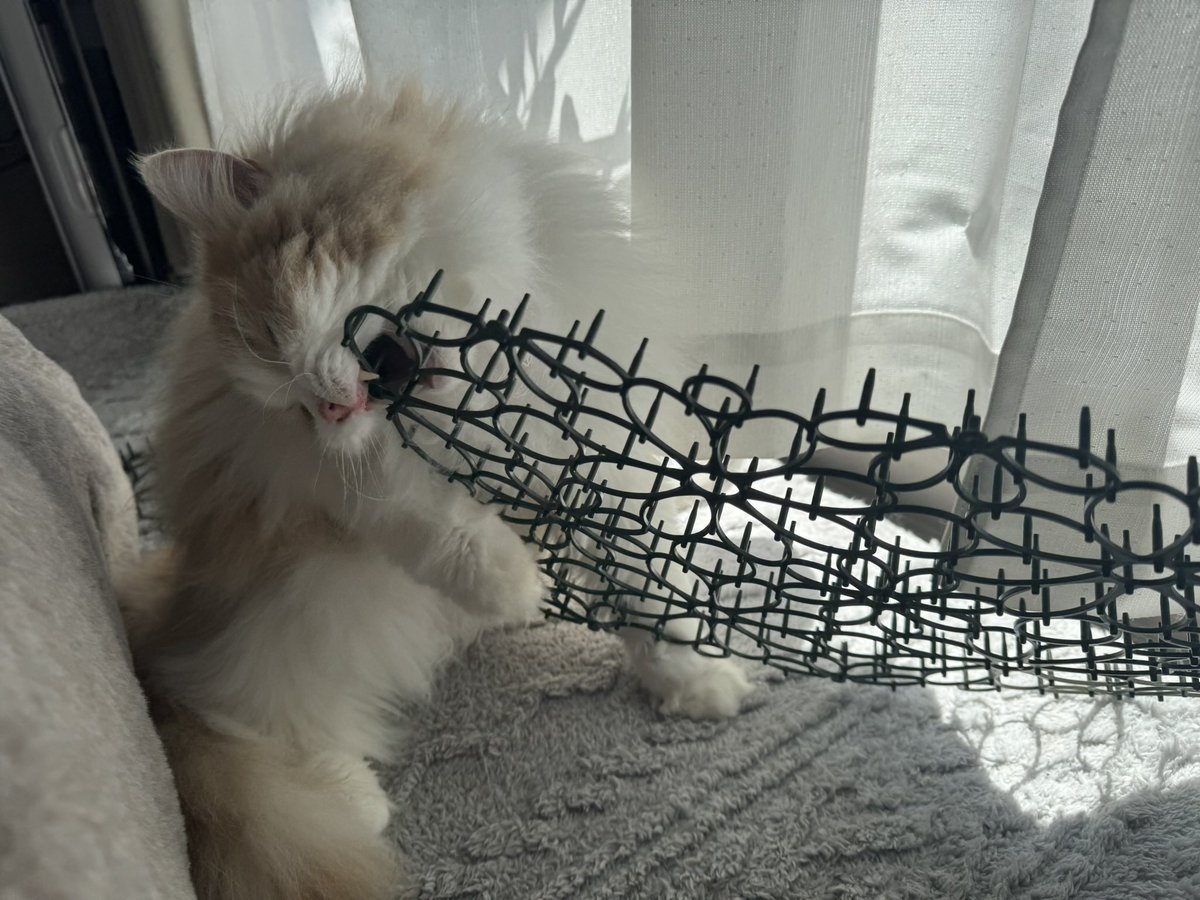 3秒でオモチャにされたやつ