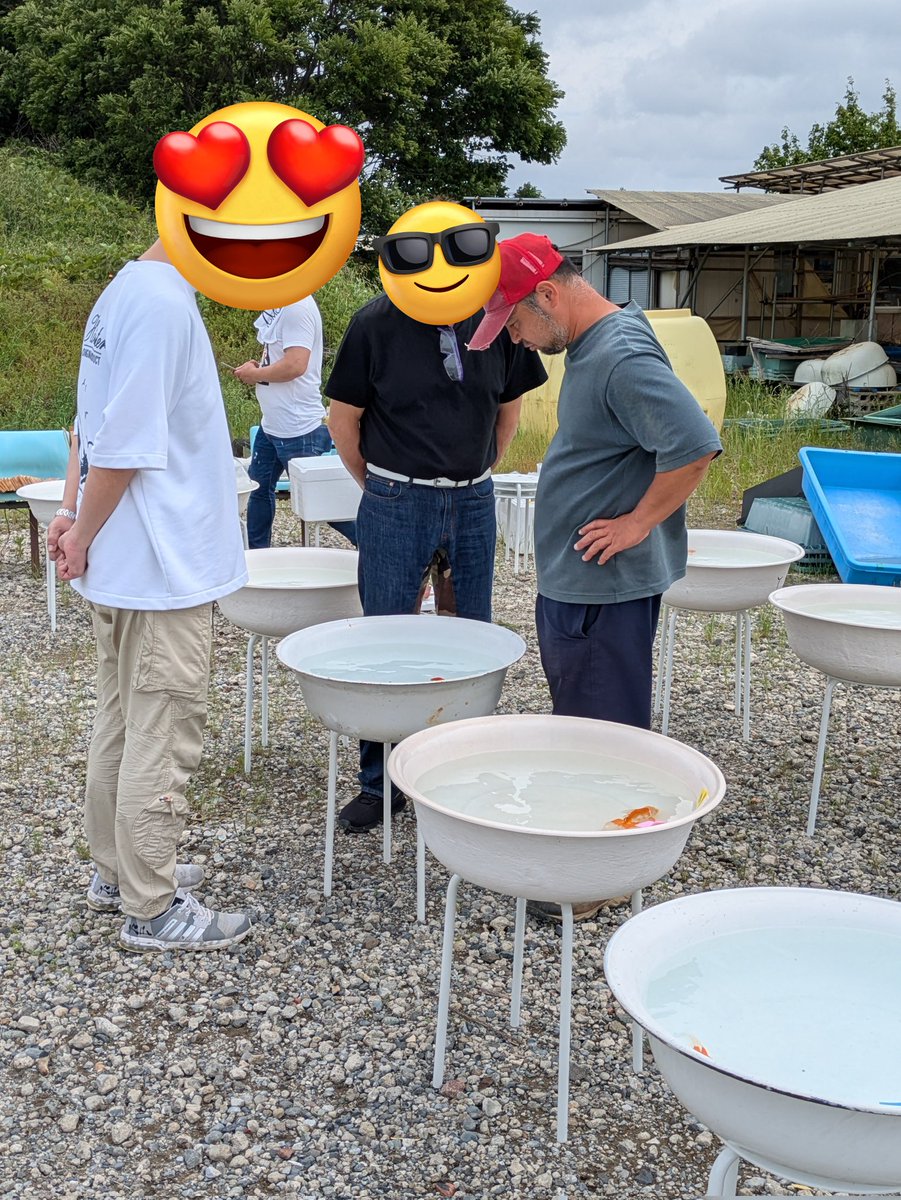 日本オランダ愛鱗会 tweet media