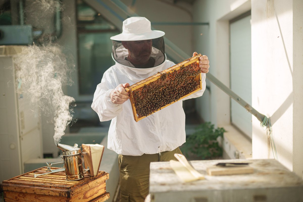 València Innovation Lab (@vlcilab) on Twitter photo PROYECTO🐝🌍 Hoy es el Día Mundial de las Abejas y en València lo celebramos con innovación.
Desde el tejado de Las Naves, nuestras abejas están más conectadas que nunca gracias a #AbellaTech, un proyecto de <a href="/VLCInnovation/">València Innovation Capital</a> y la startup Global Bee. PROYECTO🐝🌍 Hoy es el Día Mundial de las Abejas y en València lo celebramos con innovación.
Desde el tejado de Las Naves, nuestras abejas están más conectadas que nunca gracias a #AbellaTech, un proyecto de <a href="/VLCInnovation/">València Innovation Capital</a> y la startup Global Bee.