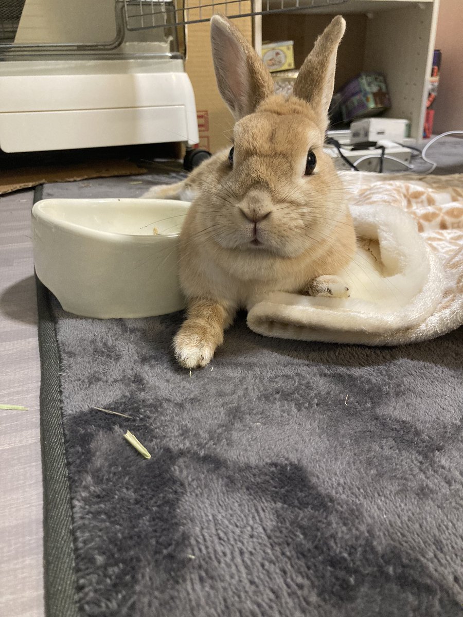 お気に入りの毛布を確保するｳｻﾁｬﾝ