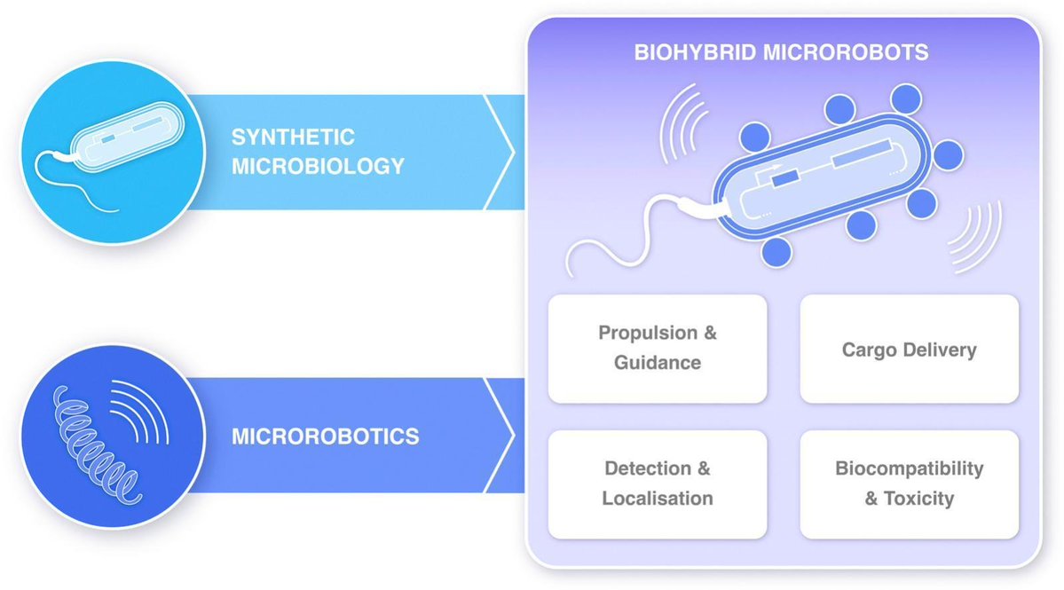 Editors of Advanced Drug Delivery Reviews (@addreditors) on Twitter photo ADDR Open Access: Paving the way for bacteria-based drug delivery: biohybrid microrobots emerging from microrobotics and synthetic biology.
By Simone Schuerle & coworkers <a href="/ETH/">ETH Zürich</a>
#microrobot #SyntheticBiology
kwnsfk27.r.eu-west-1.awstrack.me/L0/https:%2F%2… ADDR Open Access: Paving the way for bacteria-based drug delivery: biohybrid microrobots emerging from microrobotics and synthetic biology.
By Simone Schuerle & coworkers <a href="/ETH/">ETH Zürich</a>
#microrobot #SyntheticBiology
kwnsfk27.r.eu-west-1.awstrack.me/L0/https:%2F%2…