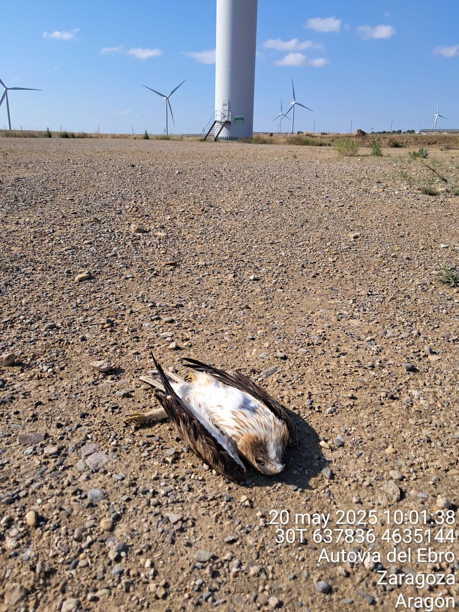 Siguen expropiando a pequeños agricultores en Jaén y en Granada. Siguen destruyendo suelos y matando pájaros como esta águila calzada que encontraron hoy en Zaragoza.
Y para qué?
Está a la vista, centenares de aerogeneradores parados y millones de paneles desconectados