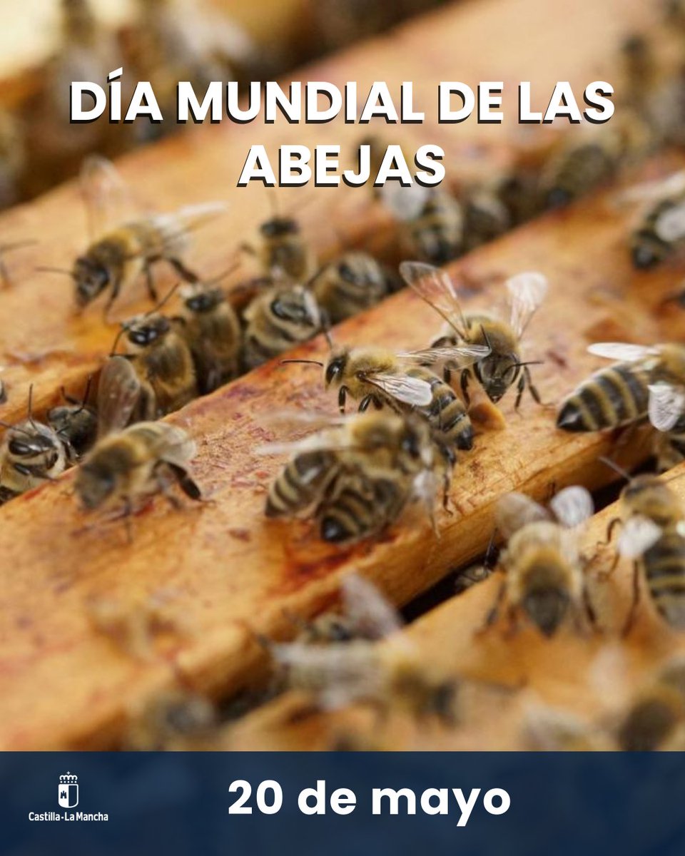 En #CLM contamos con cerca de 2.600 explotaciones que producen más de 3.000 toneladas de miel, lo que supone el 11% de la miel producida en toda España.

Hoy, bajo el lema "Inspiradas por la naturaleza para nutrirnos a todos", celebramos el 🐝#DíaMundialdelasAbejas.