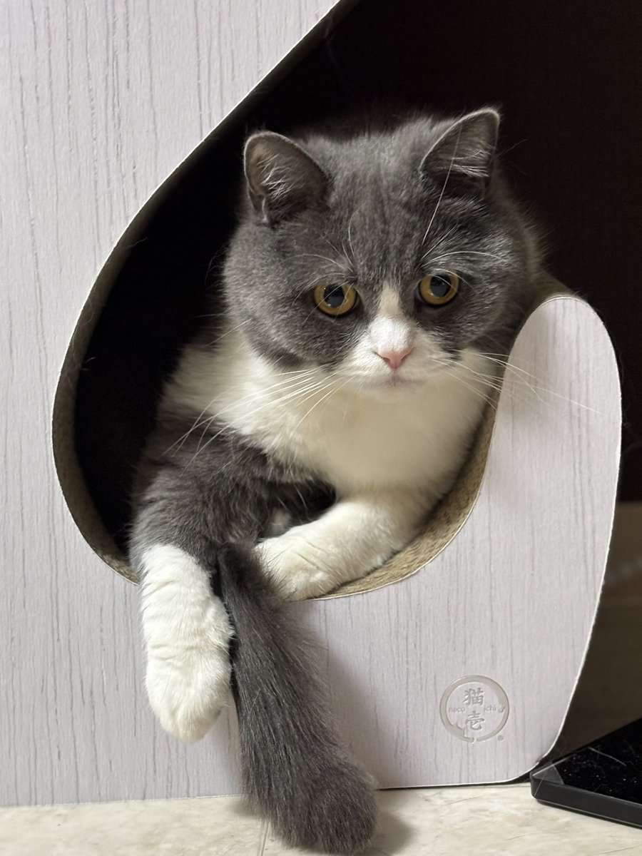 猫壱 キャットプレイキューブ 猫用 おもちゃ カサカサ素材