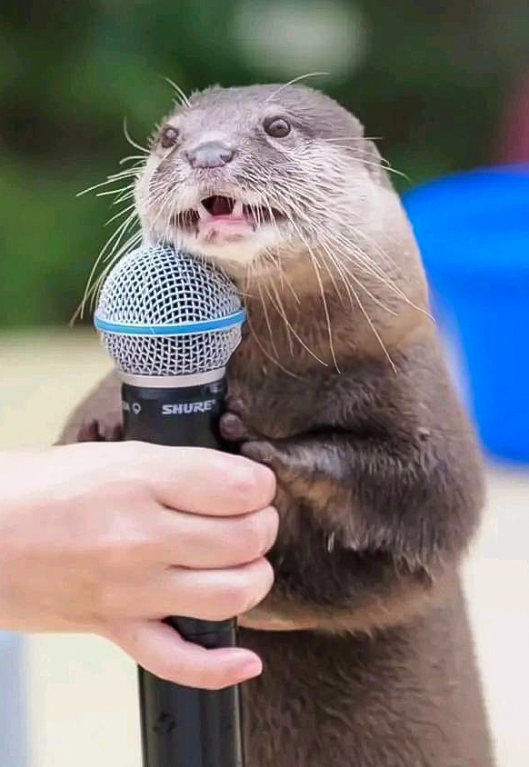 In_Otter_News2's tweet photo. Steve has a catastrophic hangover and unfortunately also has a power point presentation to make at the office. 
It's not going well. He's already had the laser pointer confiscated and called his boss 'mum'. 
He's currently busy apologizing to the projector. https://t.co/gnzZbFThIW