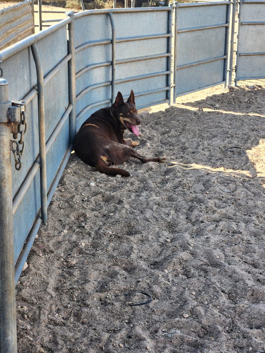 lymnfarms's tweet image. Hey OzAg 👋,  got this 11 year old Kelpie called &quot;Please&quot; she&apos;s been wonderful but recently gone completely deaf. Anyone had this? anything I can do. Vets I guess but what&apos;s people&apos;s experiences