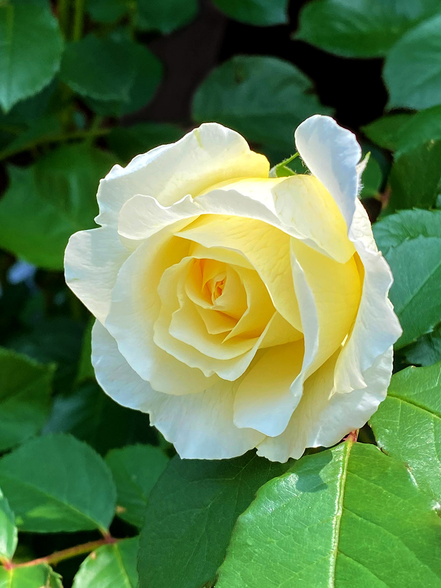 akiraaaaaart's tweet image. 今日もいくつか咲きました🌹
その中で一番キレイなのを✨
#iPhone11Pro