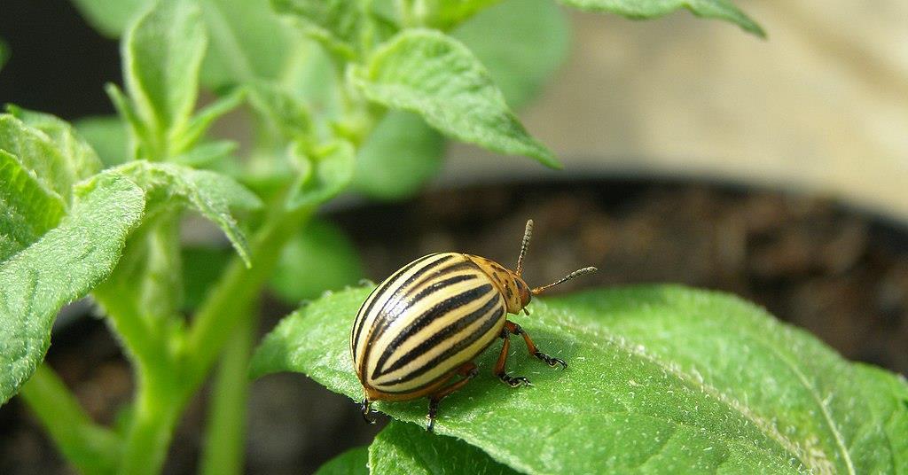 Potato growers urged to be vigilant as beetle re-enters UK ow.ly/yGh51069sc8