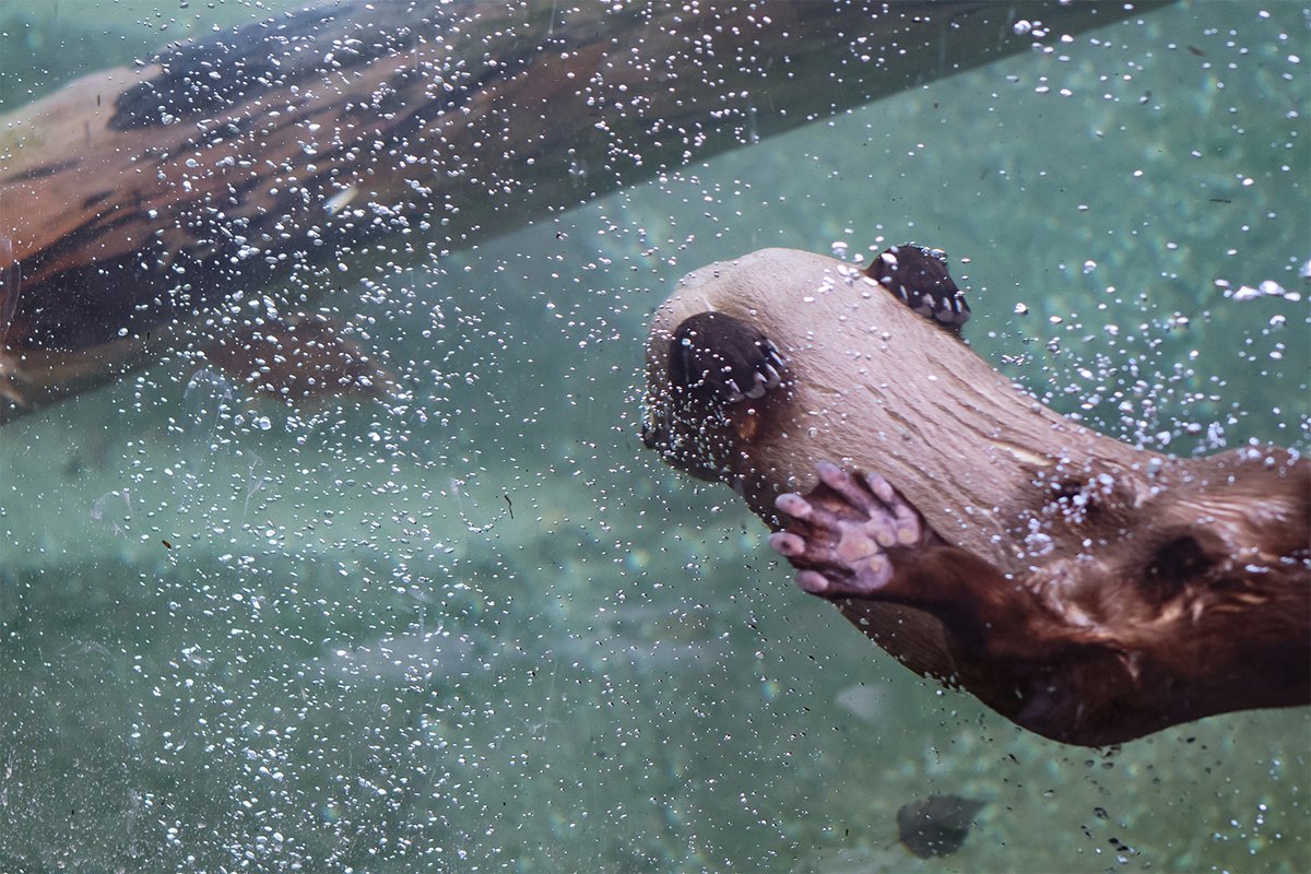 Gonna tell the kids this was Michael Phelps 🏊🏼‍♂️
Did you know North American river otters can swim up to 8 mph? Using their strong tail and powerful hind feet, this aquatic mammal can move through the water nearly twice as fast as one of the world's fastest swimmer, Michael Phelps!